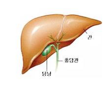 담낭의 구조 이미지