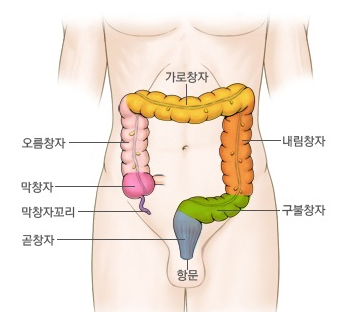 대장 형태 구조 이미지