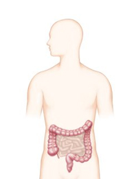 대장암 발병위치 이미지