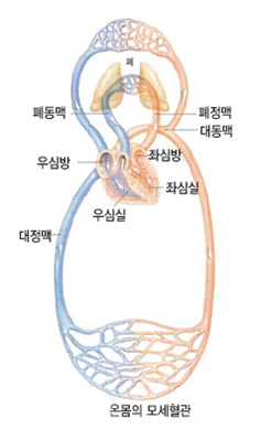 혈액의 순환 이미지