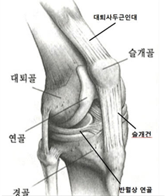 정상 무릎 설명이미지